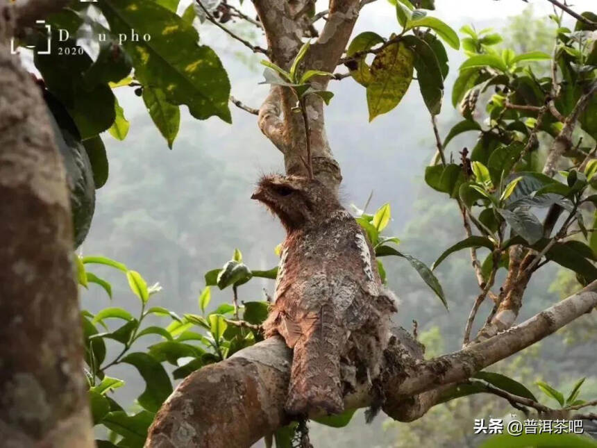 「干货分享」影响普洱茶品质的四大自然因素