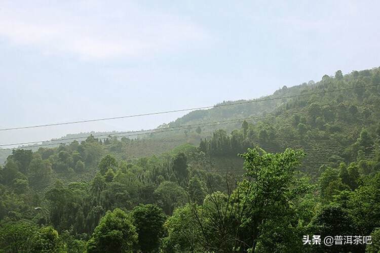 景迈最出名的古树茶园——大平掌