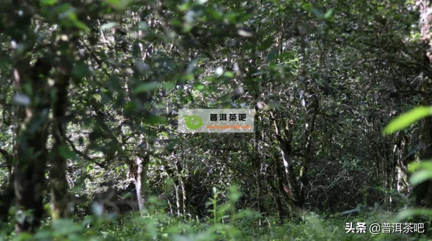 「干货分享」古六大茶山之首倚邦大黑树林普洱茶的特点