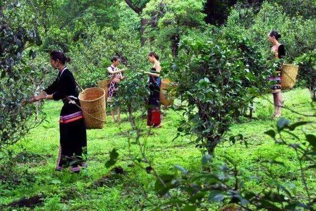 普洱茶赋——王美津