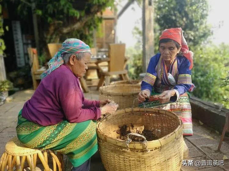 「干货分享」西双版纳普洱茶茶山行