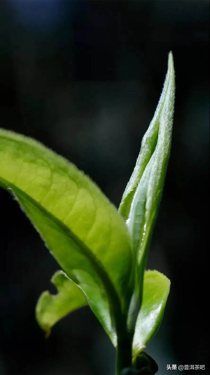 「干货分享」普洱茶采摘鲜叶与时间的标准