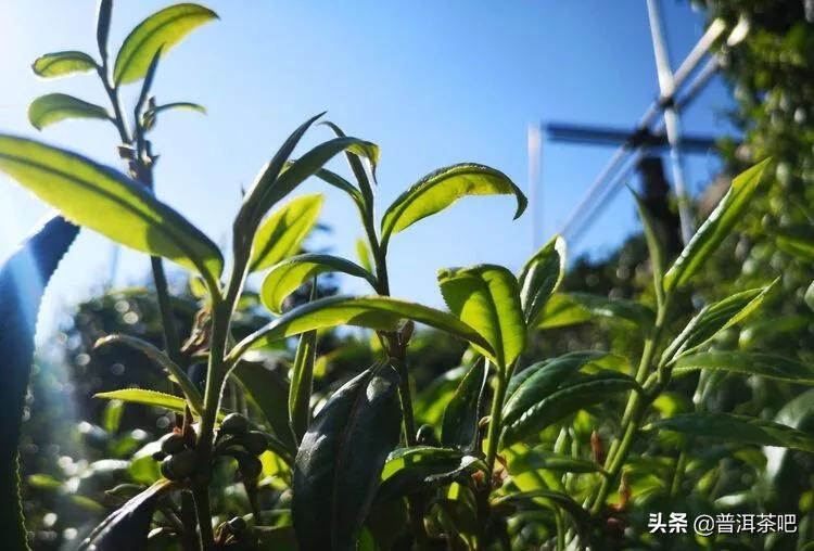 「干货分享」云南普洱茶春茶茶山行（多图欣赏）