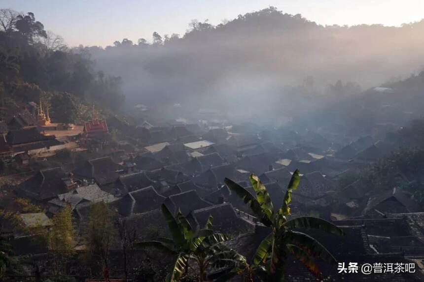 「干货分享」景迈大寨最出名的古树茶园之大平掌古茶园