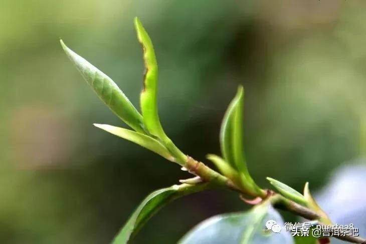 「干货分享」云南六大古茶山游记，还会发光的曼撒古茶山