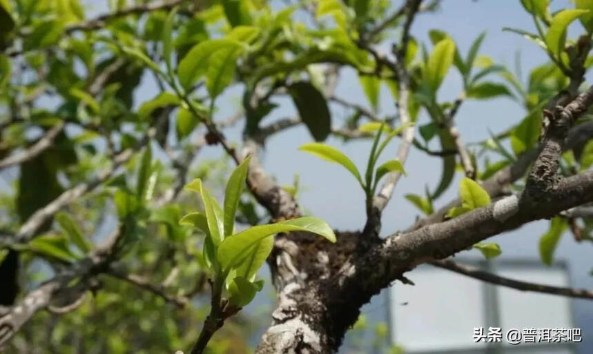 「干货分享」崛起的茶中贵族-临沧赛冰岛小户赛古树茶