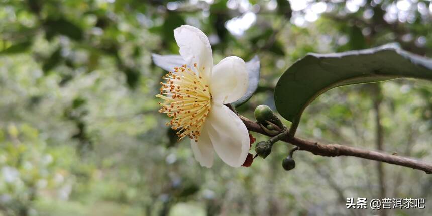 「干货分享」详细解析古六大茶山蛮砖古树普洱茶