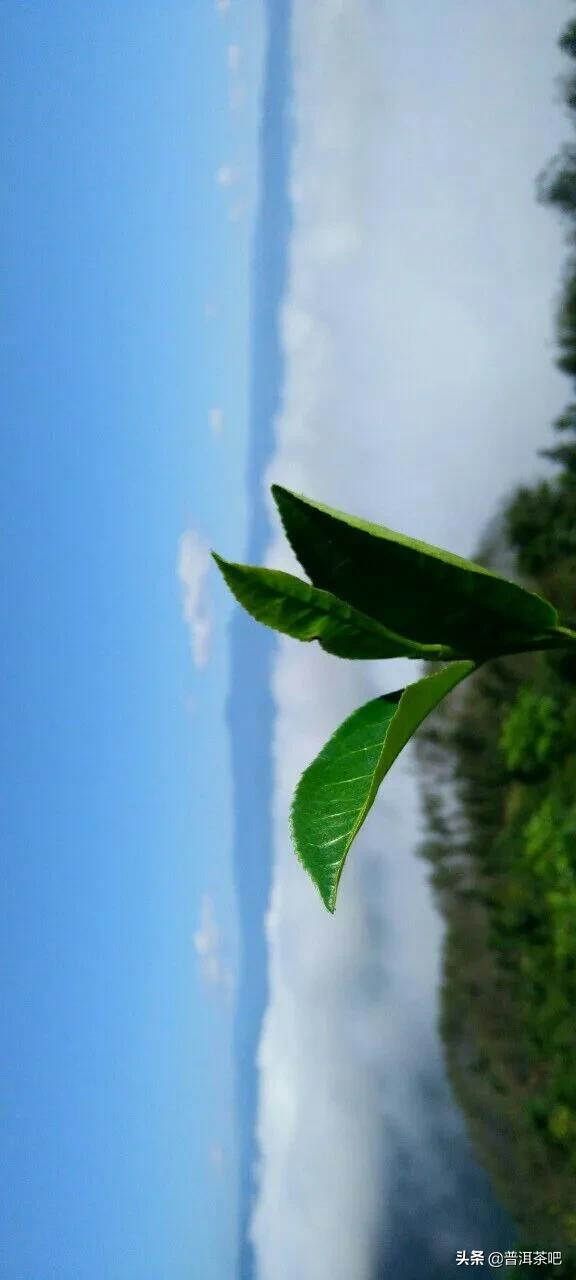 「普洱茶山行」云南普洱景迈山芒景村布朗族的家园普洱茶的故乡