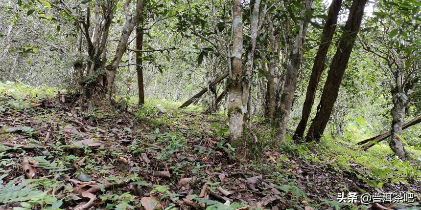 「干货分享」详细解析古六大茶山蛮砖古树普洱茶