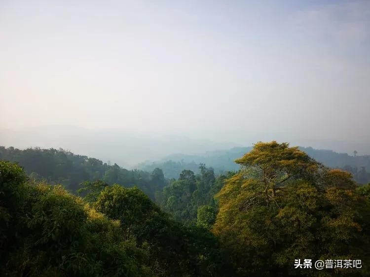 「干货分享」西双版纳普洱茶茶山行