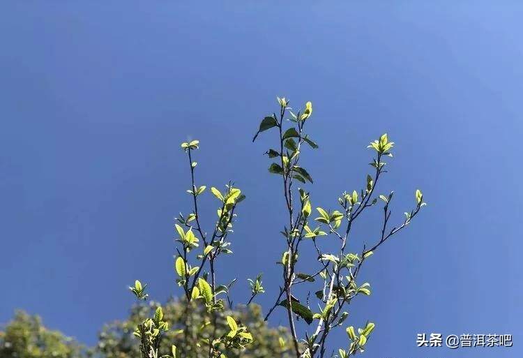 「干货分享」详解普洱茶树发芽时间