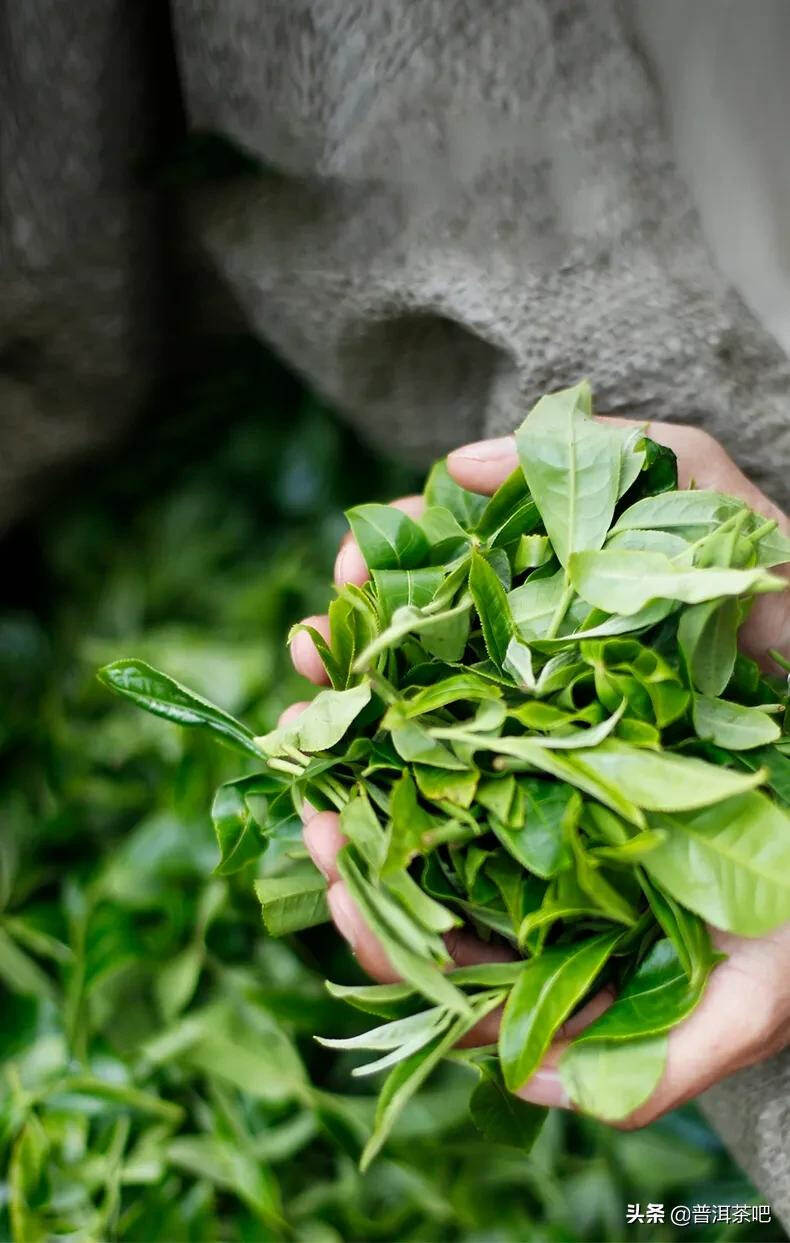 「干货分享」勐海普洱茶山之坝卡竜