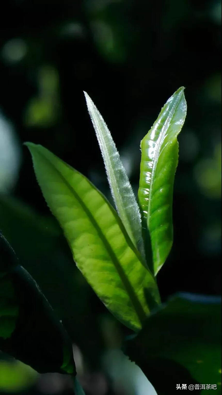 「干货分享」普洱茶采摘鲜叶与时间的标准