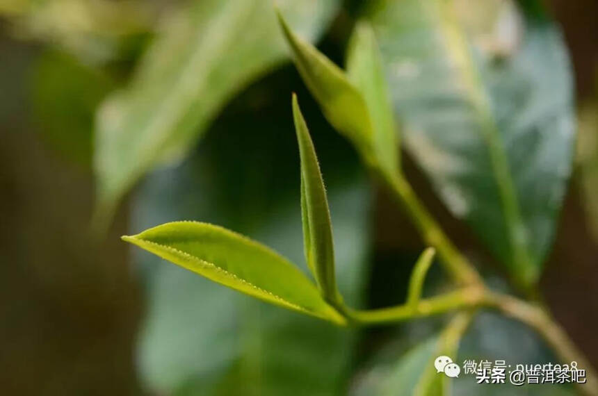 「瑶区普洱茶」以百花之名绽放野冽韵味，百花潭古树茶