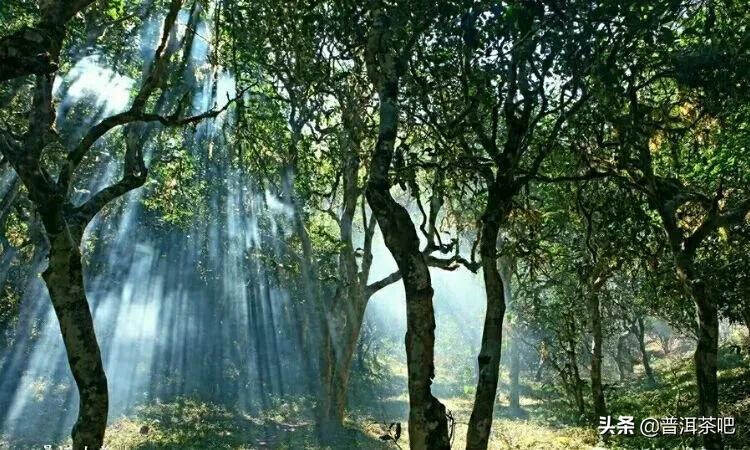 「普洱茶山行」云南普洱景迈山芒景村布朗族的家园普洱茶的故乡