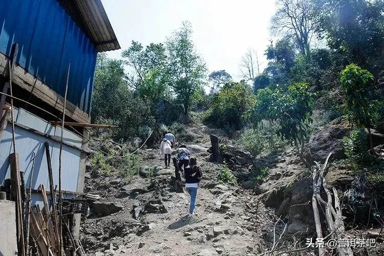 「普洱茶山行」那卡，勐海境内唯一中小叶种山头