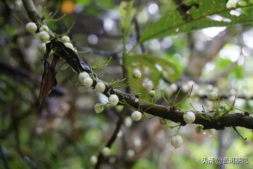 古六大茶山中保护最好、古茶园树遗存最多、产量最大的易武古茶山