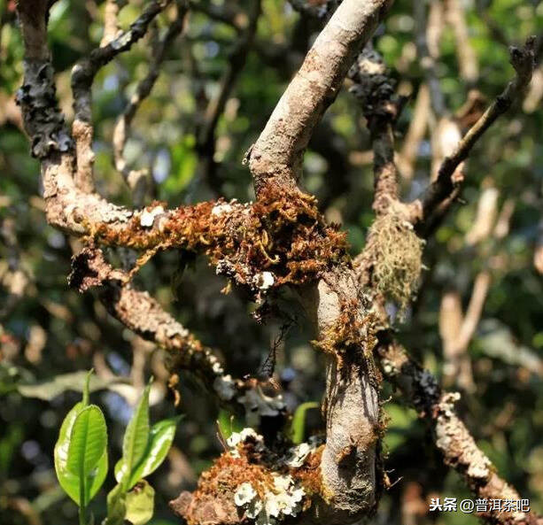 「干货分享」普洱茶醒茶技巧解析