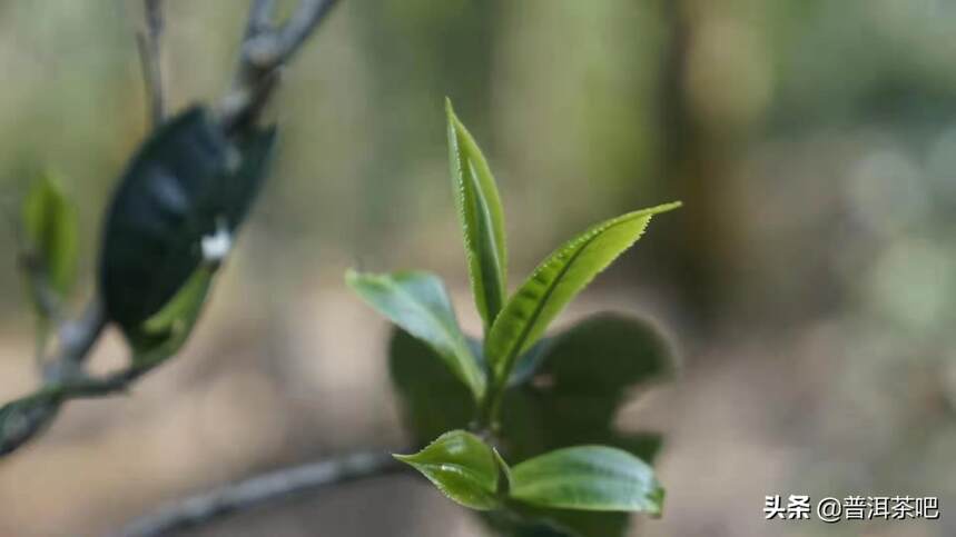 为何老曼峨的茶苦味这么重呢？