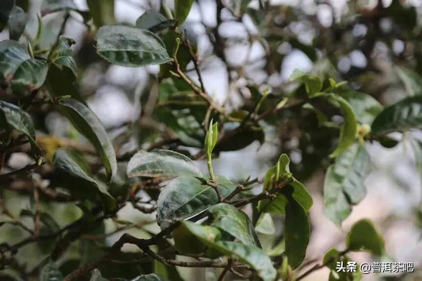 「干货分享」详细解析普洱茶四大主要产区