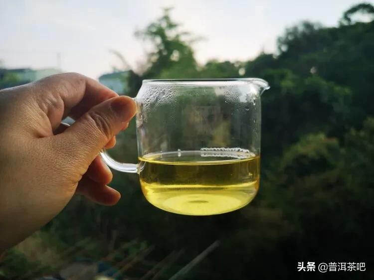 「干货分享」西双版纳普洱茶茶山行