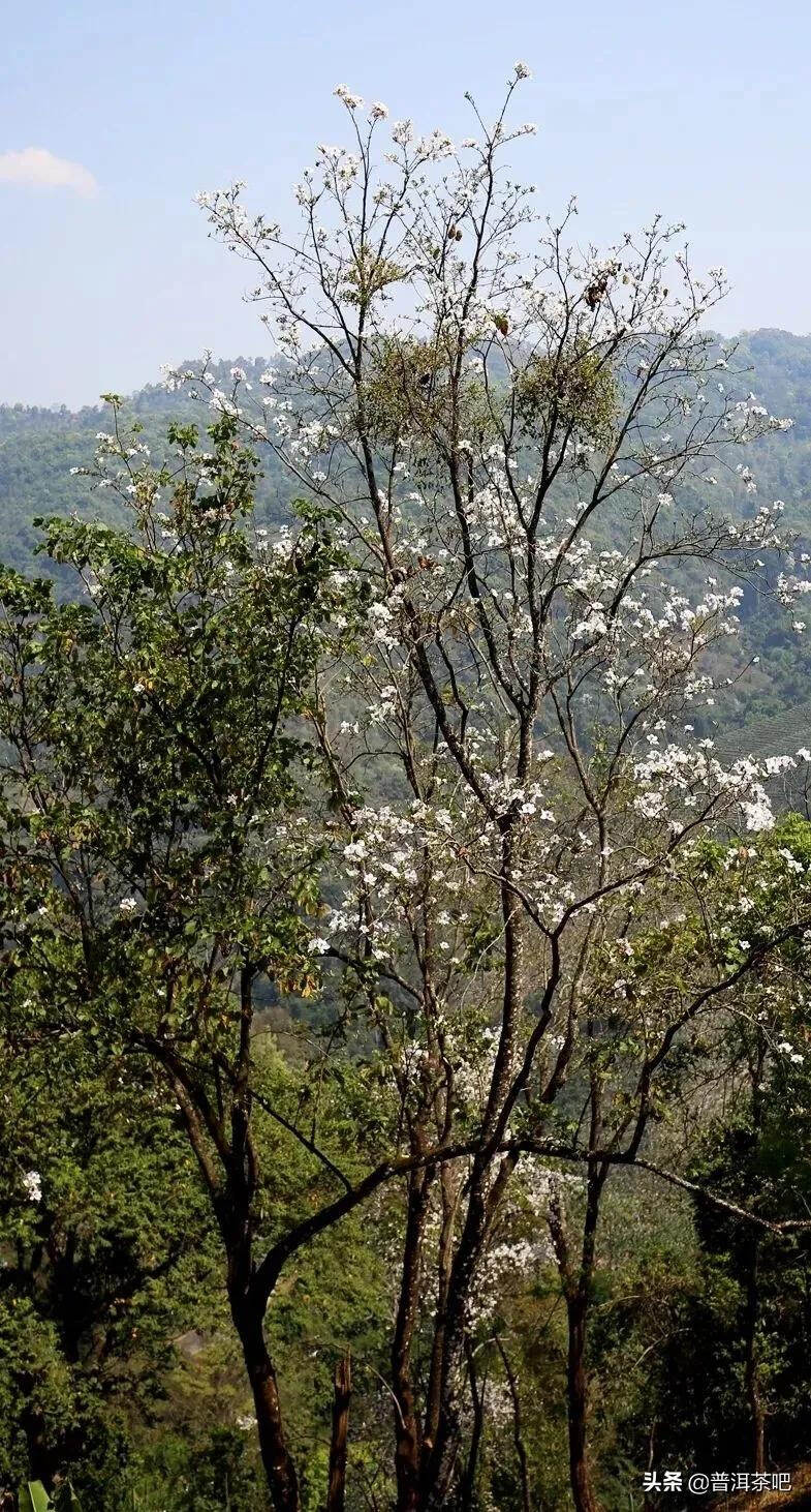 「瑶区普洱茶」以百花之名绽放野冽韵味，百花潭古树茶