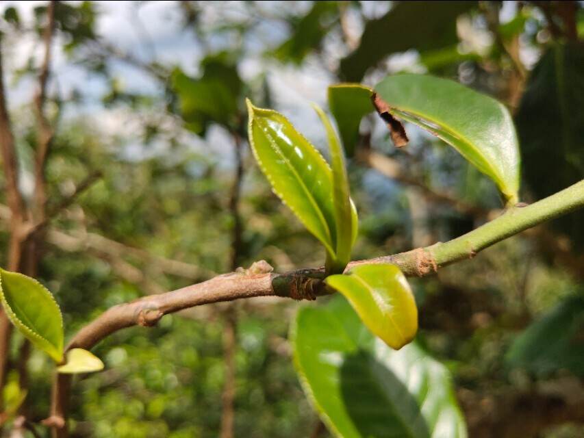 国家标准对于普洱茶的分级