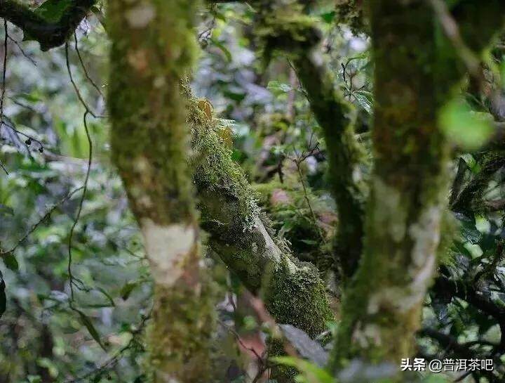 「茶美文」茶香袭人三冬暖，最妙莫过一盏茶