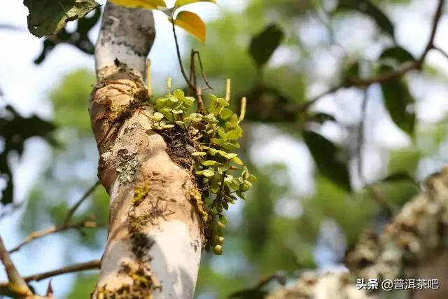 「干货分享」访布朗山，走进深山老林