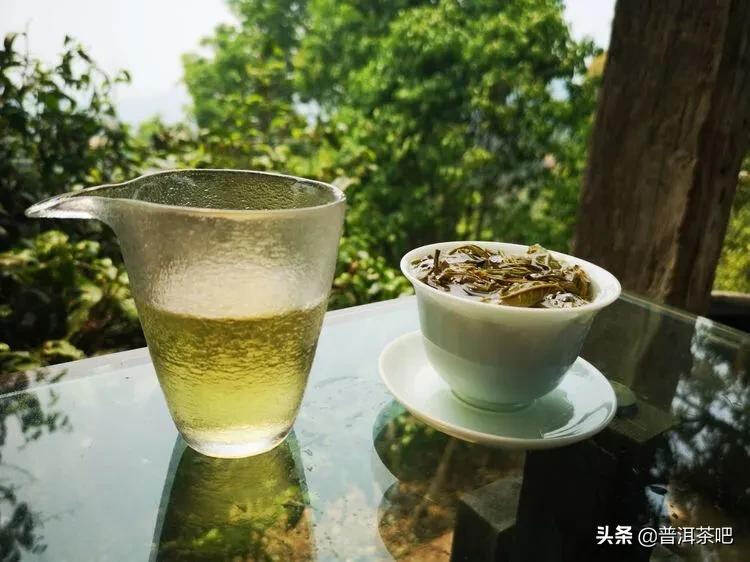 「干货分享」西双版纳普洱茶茶山行