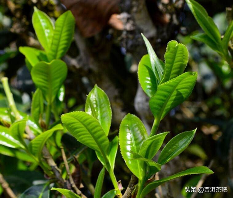 南糯山最柔的寨子——拔玛老寨