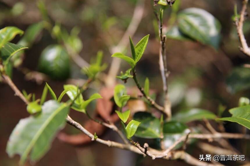 景迈制成的熟茶怎么样？