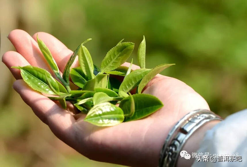 「干货分享」古六大茶山之首倚邦大黑树林普洱茶的特点