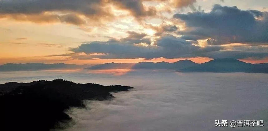 「干货分享」景迈大平掌古树茶香气高扬，茶味饱满