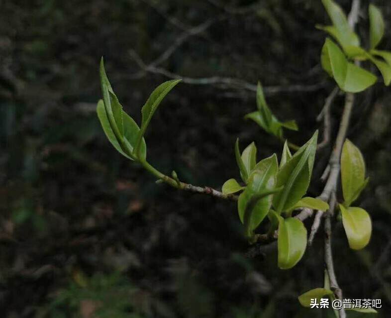 老班章、易武、景迈三大茶系的特点