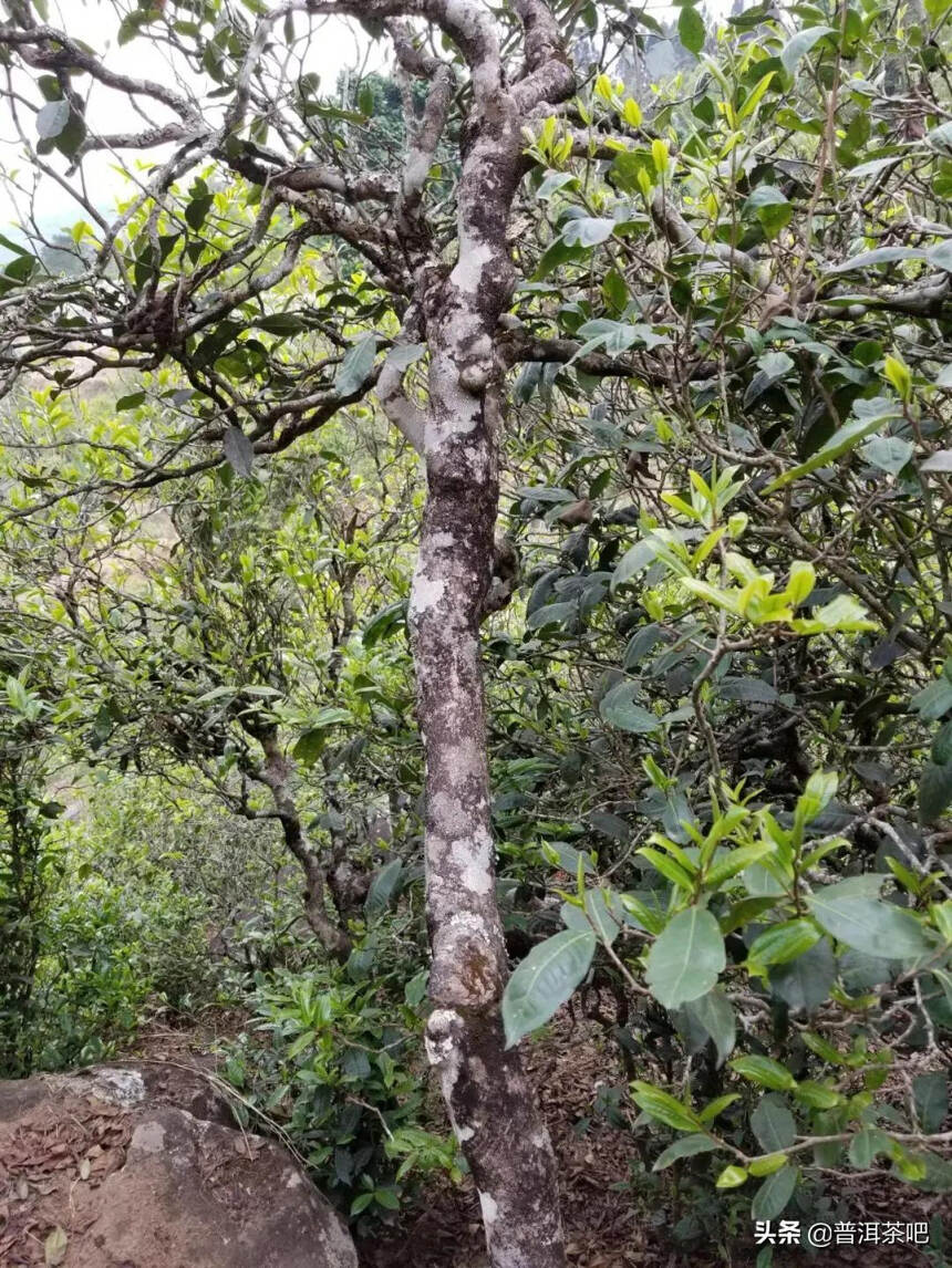 「干货分享」临沧邦东古树茶特点