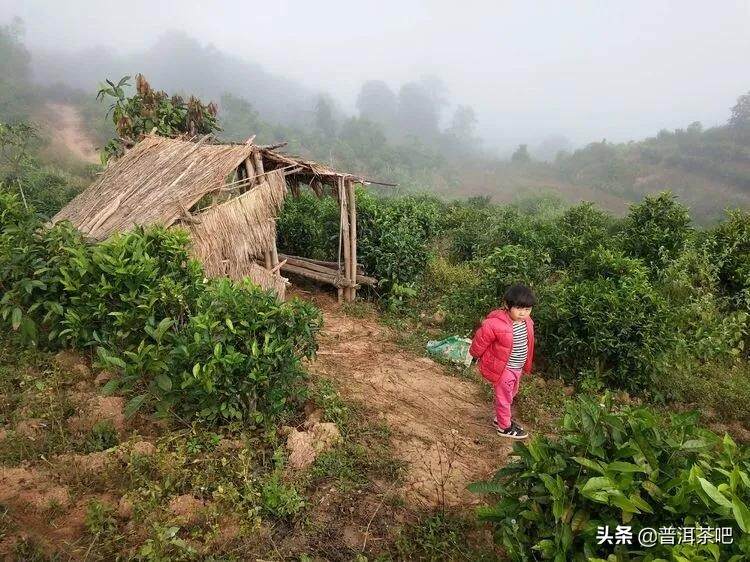 「普洱茶山行」基诺山一一人间仙境