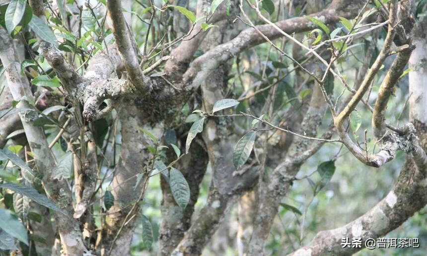 「干货分享」详细解析普洱茶四大主要产区