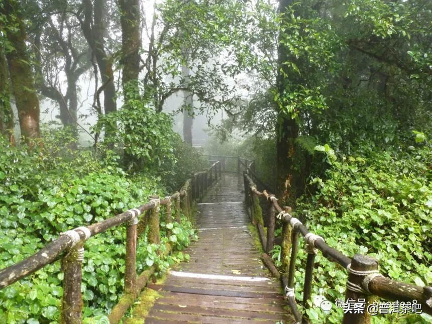 「干货分享」雨季要如何泡出好喝的茶才更好喝呢？