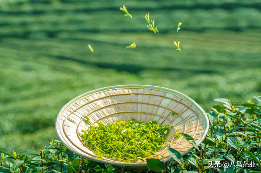 明前茶和雨前茶该怎么选？哪个更好？