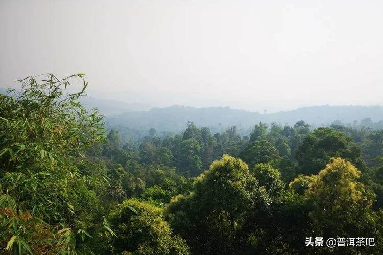 「干货分享」云南普洱茶春茶茶山行（多图欣赏）