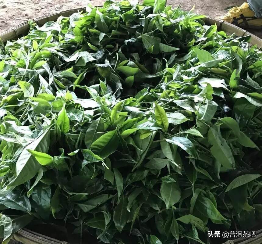 「干货分享」易武刮风寨之茶王树普洱茶