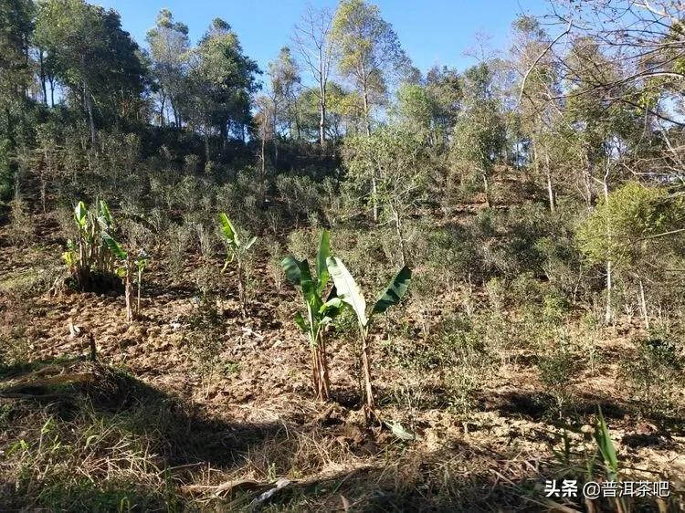 易武古茶山寻茶记一一七村八寨之瑶族丁家寨，麻黑寨，落水洞