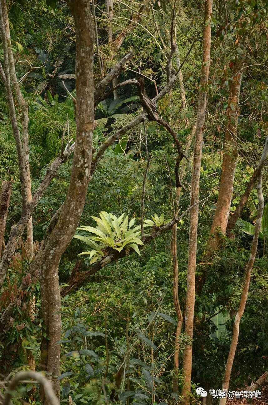 「瑶区普洱茶」以百花之名绽放野冽韵味，百花潭古树茶