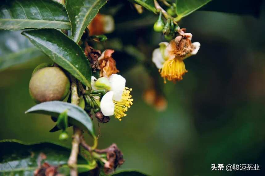 如何辨别普洱古树茶?