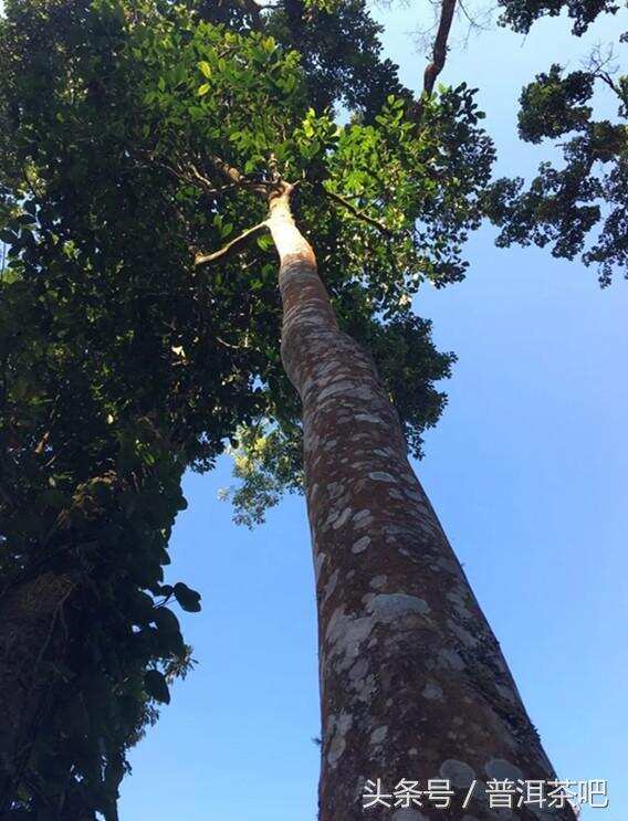 云南易武茶区天门山普洱茶