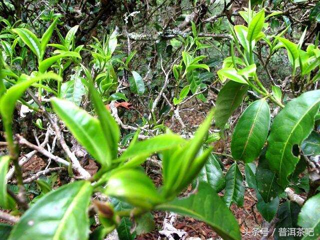 2018普洱茶吧茶山行日记丨景迈古茶园（二）