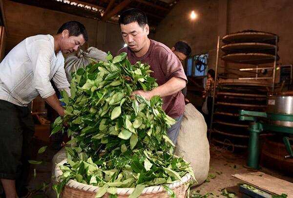 武夷岩茶最重要的“三个半师傅”之详述第一师傅：做青师傅