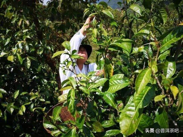 说真话，我不想让你喝刚做出的普洱新茶