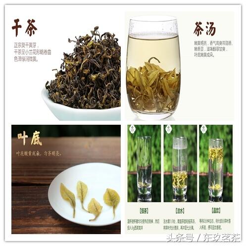 六大茶类——常见名优黄茶